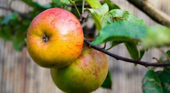 Researchers are developing a sensor to detect pesticides on fruit