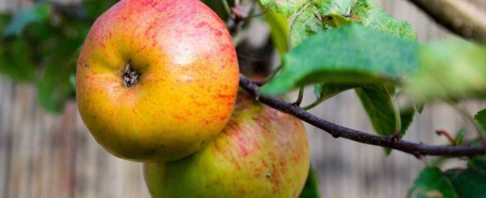 Researchers are developing a sensor to detect pesticides on fruit