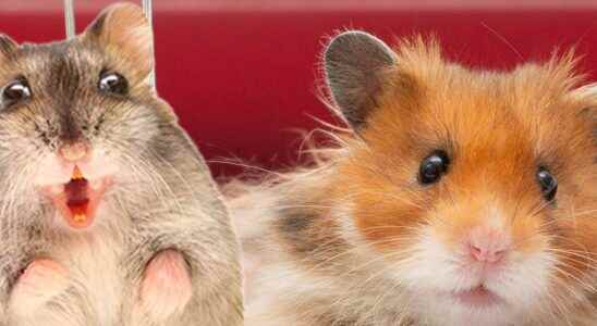 Researchers mutated aggressive hamsters