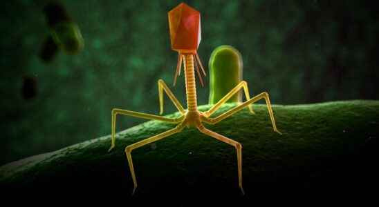 Resistance to antibiotics phage therapy accessible in the event of