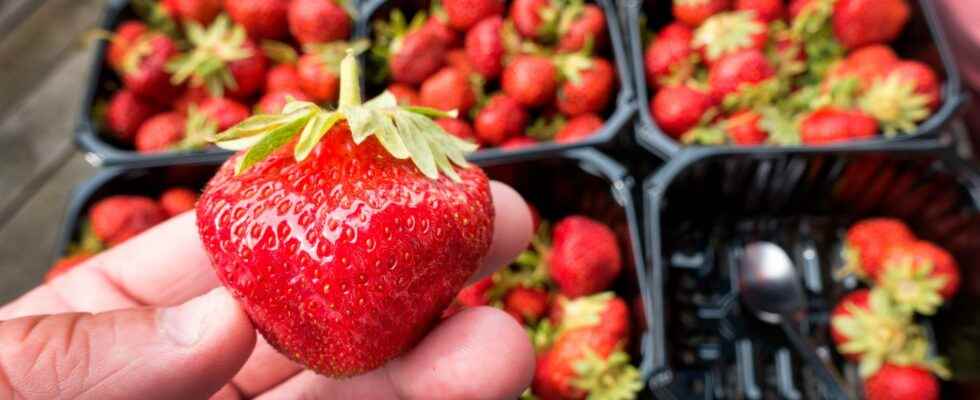 Samples can reveal strawberry cheating