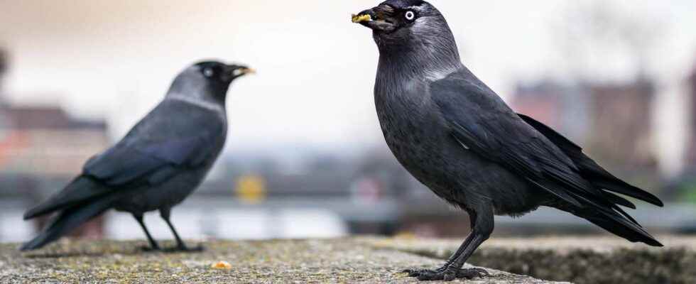 Science Beasts How Crows Embraced Democracy