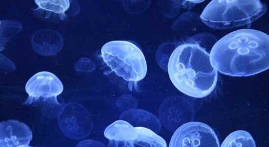 Should you urinate on a jellyfish sting