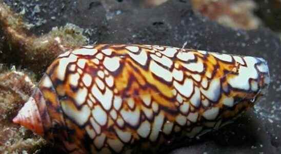 Smaller than a teacup Cone snail one of the worlds