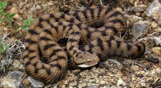 Snake or viper how to tell them apart