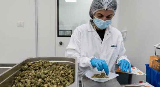Switzerland legalizes medical cannabis