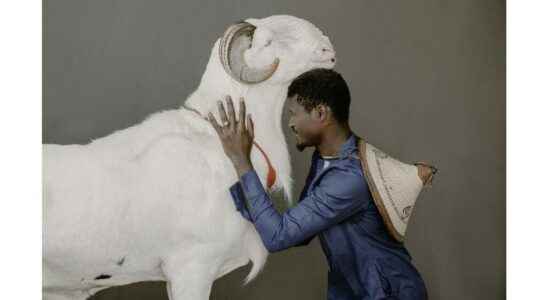 Sylvain Cherkaoui sublimates the ladoum star sheep of Senegal