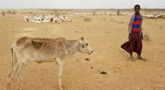 The Horn of Africa experiences its worst drought in forty