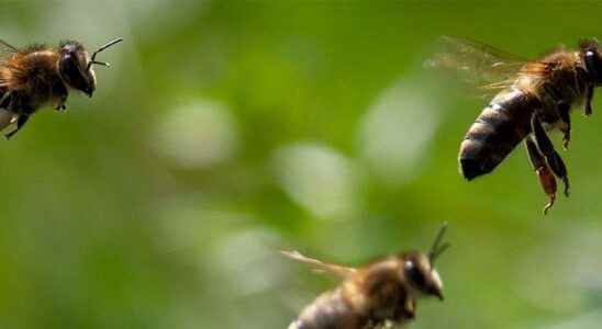 The alarm Giant bee swarm in Lerum