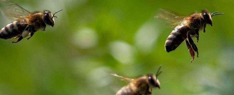 The alarm Giant bee swarm in Lerum