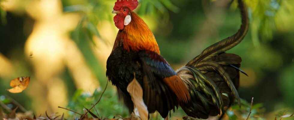 The amazing story of chicken domestication