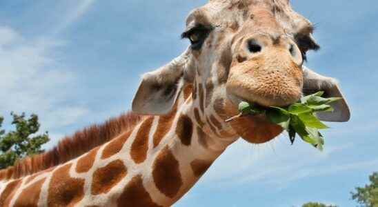 The giraffes long neck a sexual weapon