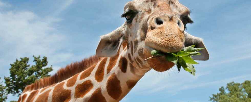 The giraffes long neck a sexual weapon