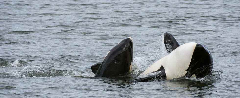 The killer whale feminine predation