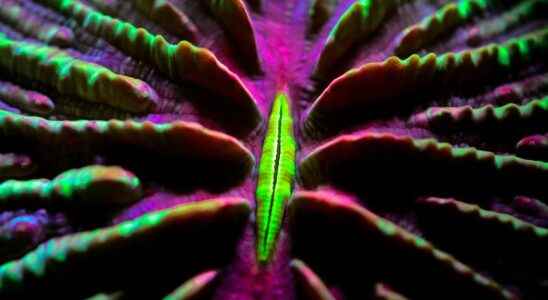 The mystery of corals in 15 exceptional photos