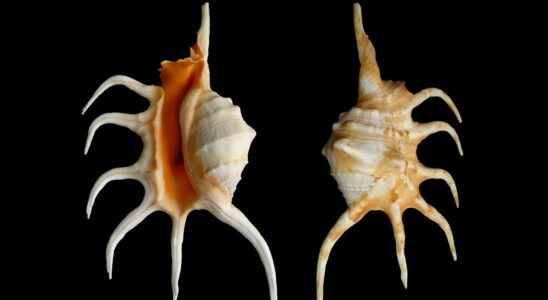 The shell of molluscs memory of the environment