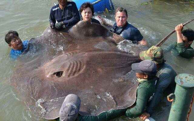 The worlds largest freshwater fish caught in Cambodia Its length