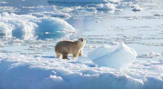 This population of polar bears is best able to survive