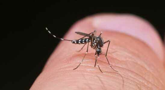 Tiger mosquito how to recognize it