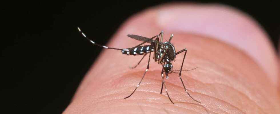 Tiger mosquito how to recognize it