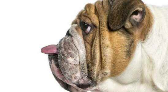 Veterinarians warn bulldog breeds should not be bought until cured