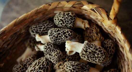 Weve unlocked the secret of morels and well be able