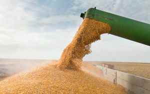 Wheat SP predicts price tensions up to 2024 and beyond