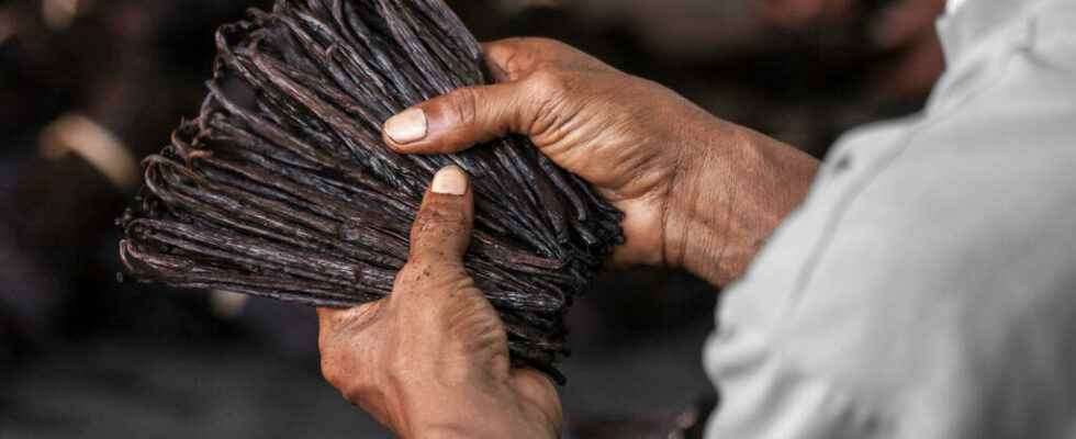 anger of vanilla producers at exporters breaking fixed prices