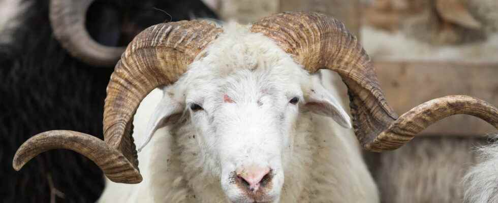 100000 sheep slaughtered what rules in France