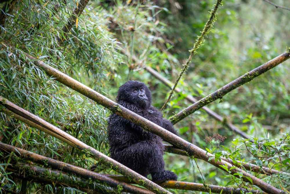 1659168384 634 Gorillas and VIPs Rwanda a five star paradise for wealthy tourists