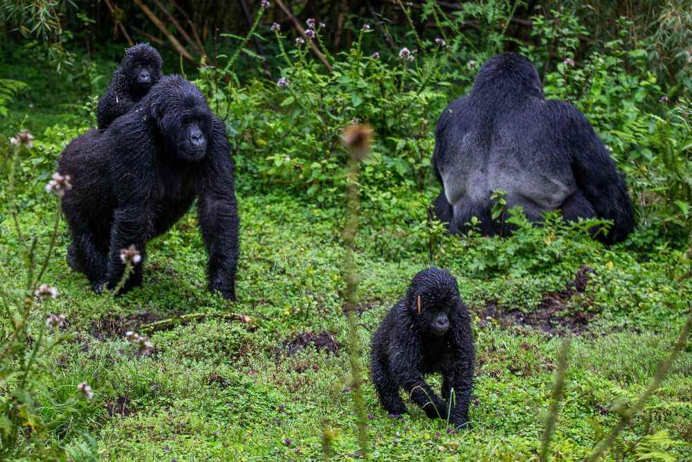 1659168385 138 Gorillas and VIPs Rwanda a five star paradise for wealthy tourists