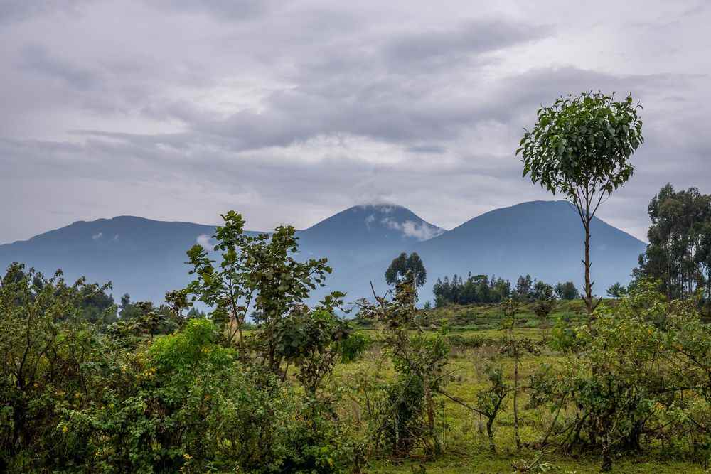 1659168385 675 Gorillas and VIPs Rwanda a five star paradise for wealthy tourists