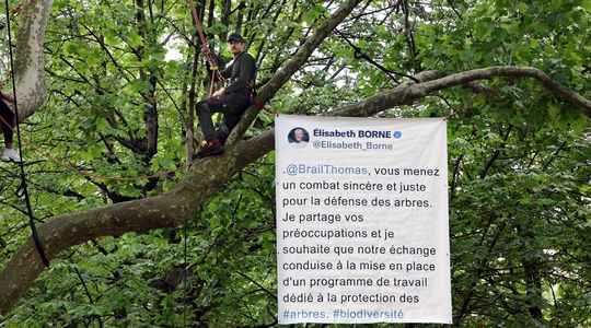 170000 trees in Paris in 2026 Anne Hidalgos untenable bet