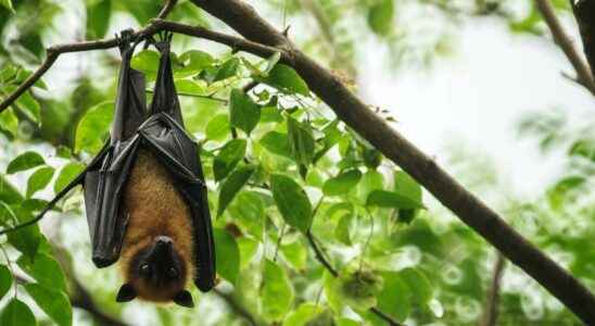 A bat answers the ringing of a telephone