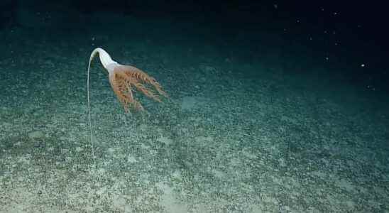 A strange creature surprised at the bottom of the Pacific