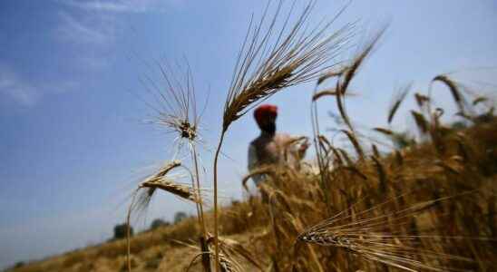 After wheat India will restrict flour exports