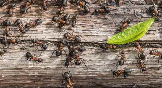 Ants behave like a neural network