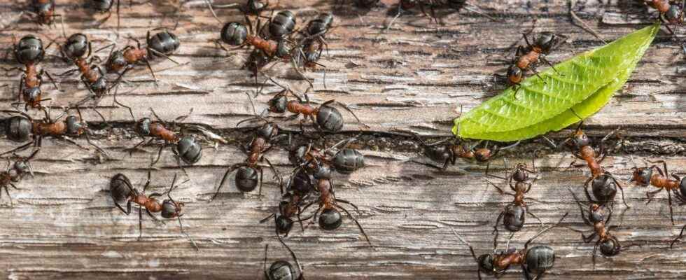 Ants behave like a neural network