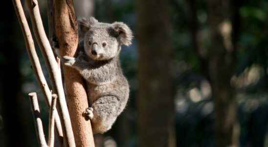 Australias animals are in great danger of extinction
