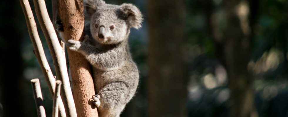 Australias animals are in great danger of extinction