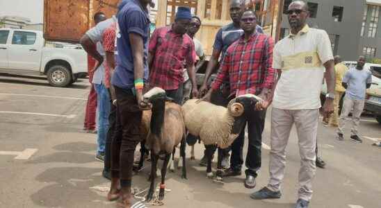 Bizet sheep to improve the Senegalese livestock