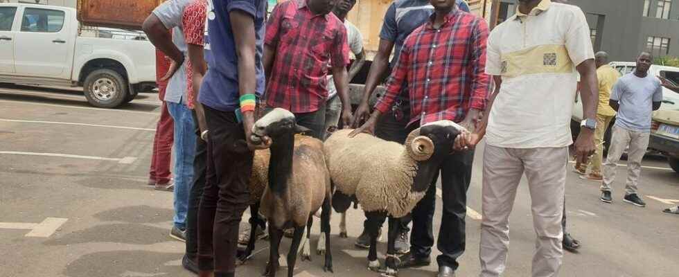 Bizet sheep to improve the Senegalese livestock