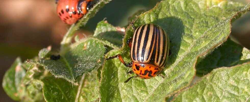 Compensation possible in the fight against plant pests