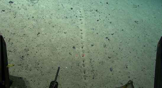 Complete mystery on these lines of regular holes discovered at