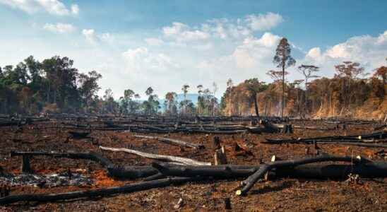 Deforestation in the Amazon 111 hectares deforested every hour in