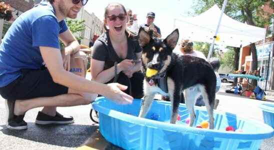 Dogs and their owners gather downtown for Weekend Walkabout
