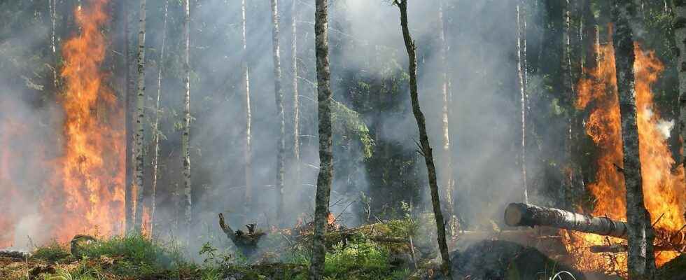 Forest fires what are the causes