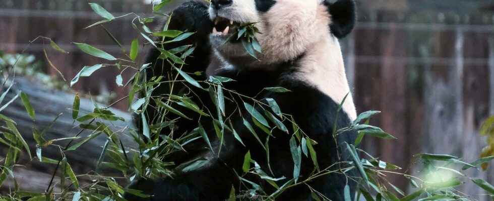 Fossil finds show how the panda became a vegetarian