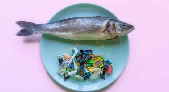 From the oceans to the human body microplastics are everywhere