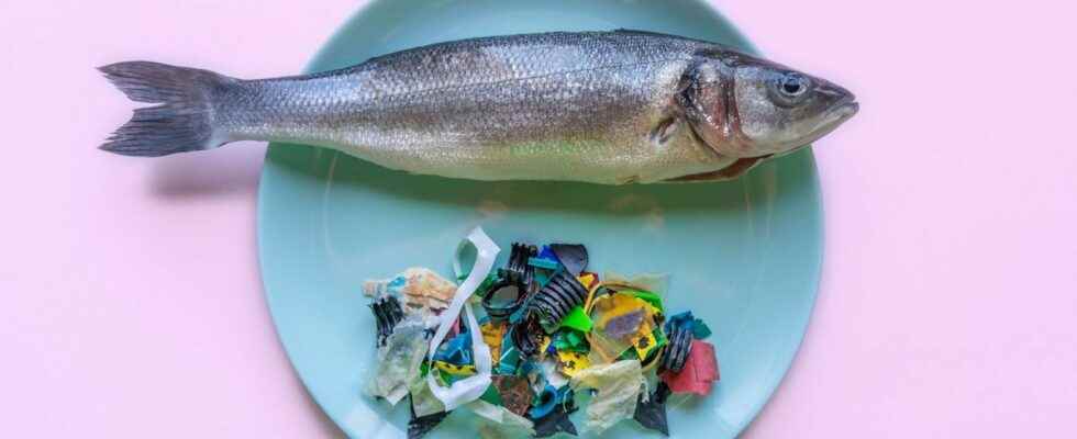 From the oceans to the human body microplastics are everywhere
